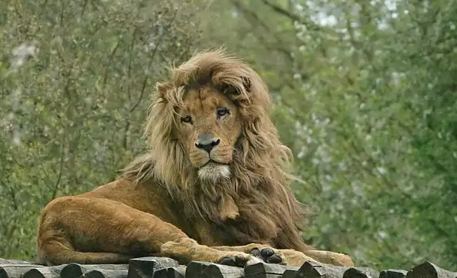 King Charles AI Voice Deepfake: Fact-Checking Royal Insult